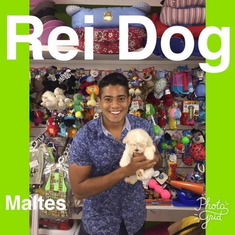 Lhasa Apso em 12x, lojas Rei dog maceio