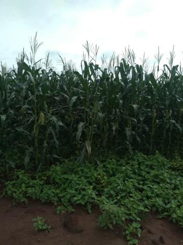 Fazenda milho, soja e pecuária em buriti maranhão - Foto 3