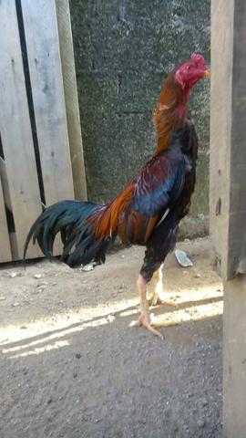 Vendo galos e galinhas raça índio
