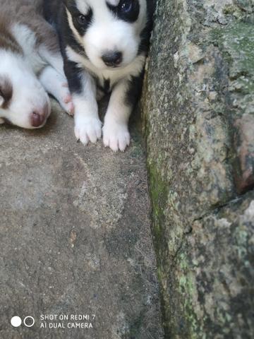 Filhotes de Husky Siberiano