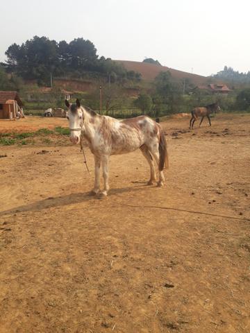 Cavalos pra rolo - Foto 2