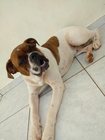Procuro femea pra cruzar , boxer puro