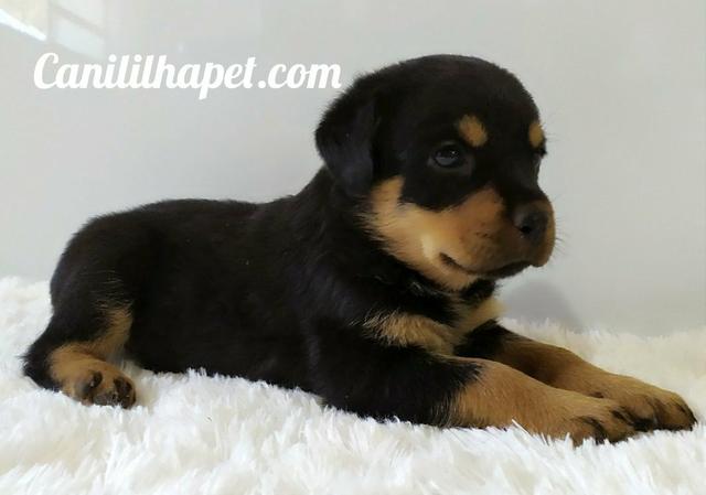 Rottweiler
