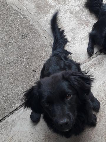 Doação de 2 cachorrinhas