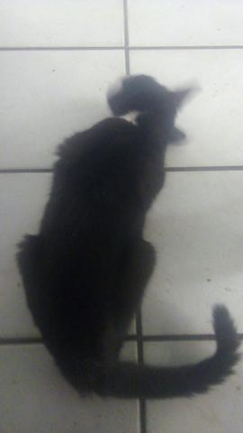 Gatinha vira lata - Foto 2