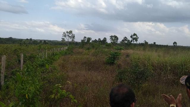 50 hectares a 25 km de castanhal por 250 mil zap * - Foto 17