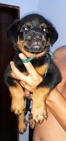 Vendo filhotes de Rottweiler - Foto 5