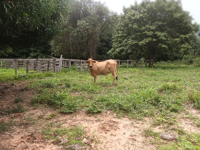 Fazenda em Lizarda. 7 mil por alqueire. - Foto 4