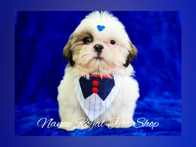 Shihtzu macho fofíssimo / fotos reais - Em 10x sem juros no Namu Royal -  Cachorros e acessórios - Bom Retiro, Curitiba 1043908661 | OLX