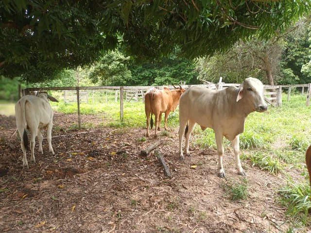 Fazenda em Lizarda. 7 mil por alqueire. - Foto 5