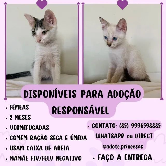 Acessórios para gatos: escolha os melhores