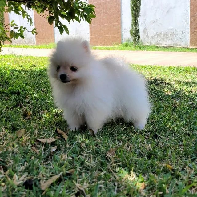 Spitz Alemão anão fêmea  - Lulu da Pomerânia - 12x sem juros - envio grátis. - Foto 5