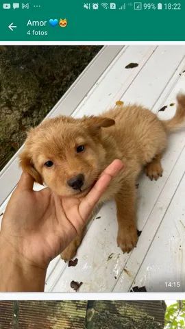 Adoção de 5 filhotinhos - Foto 6