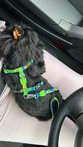 Shih tzu  ( bella )  - Foto 3