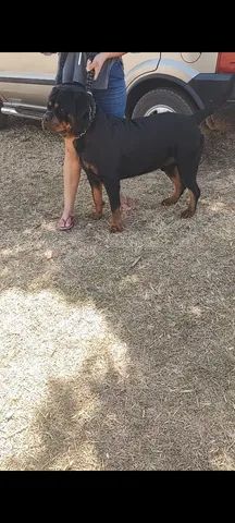 ENVIAMOS PARA TODO BRASIL  - Foto 4