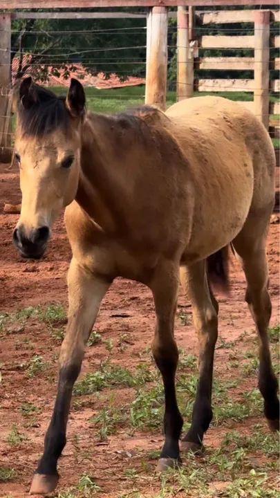 Potra  Quarto de Milha PO registrada  - Foto 2