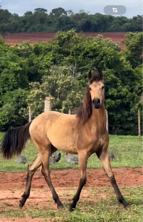 Potra  Quarto de Milha PO registrada 