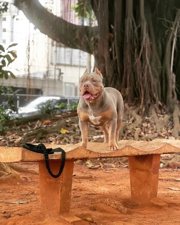 American Bully procura-se fêmea para cruzar.