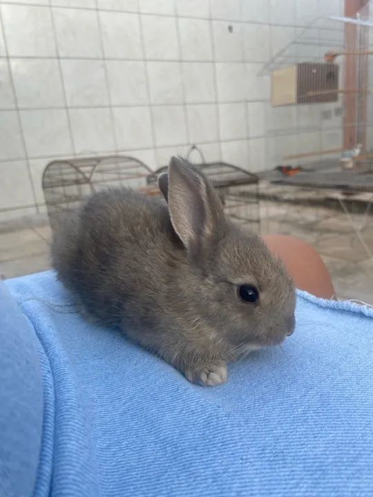 Coelho fofinho - Foto 3