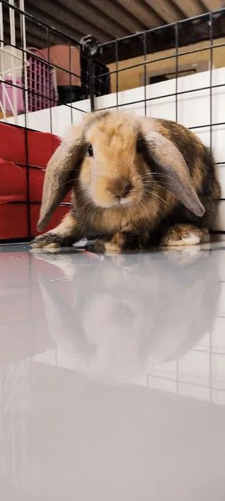 Criatório Roedores e Cia (coelhos mini Lion, loop urugaio, Lion fuzzy loop) - Foto 4