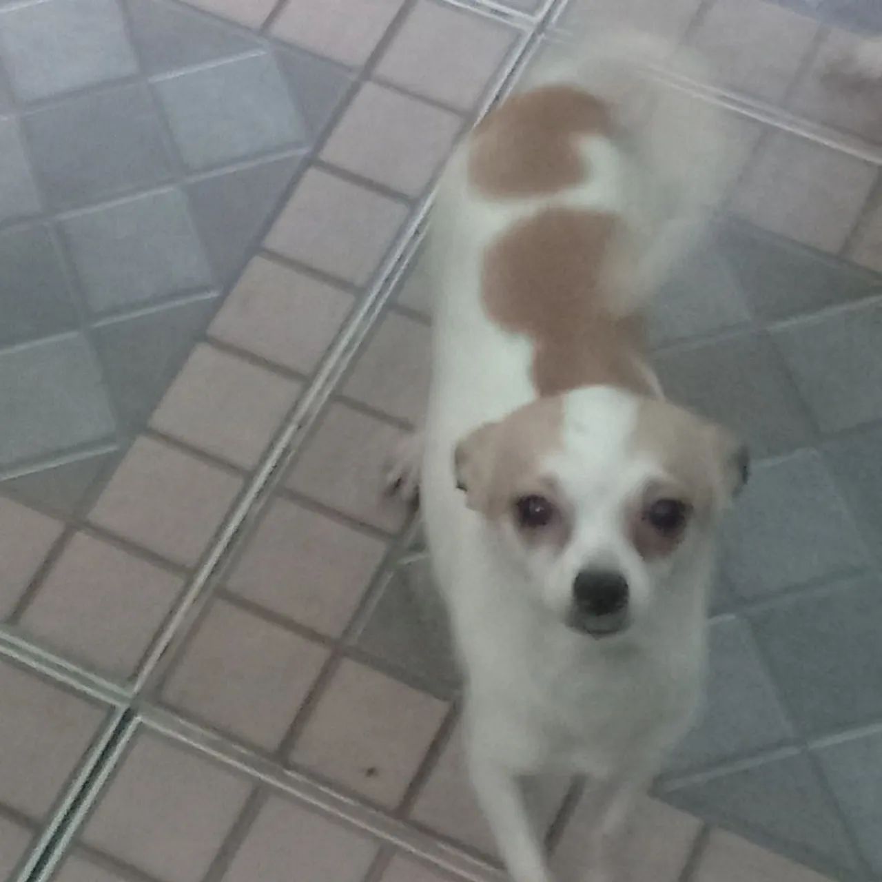 Chihuahua Fêmea no Cio e já Cruzando