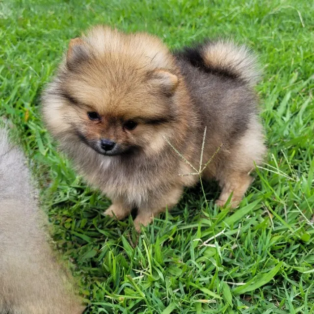 Spitz Alemãomacho ( Lulu da Pomerânia) Anão - Pedigree CBKC - 12x sem juros envio gratis