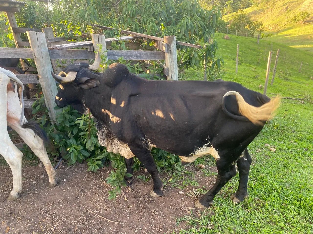 Vende se um BOI para vender hoje?