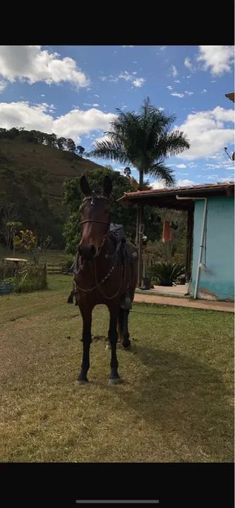 Vende - se Égua Mangalarga Marchador registrada. 