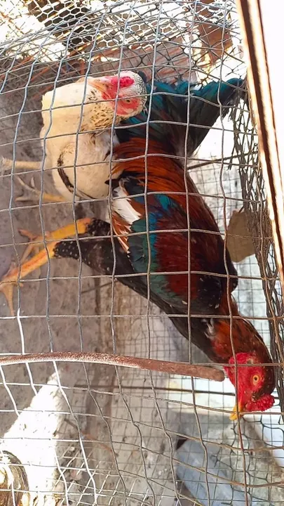 Casal de raça