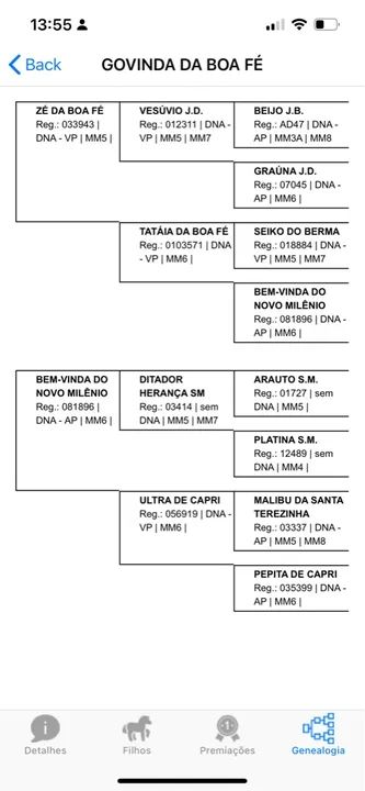 Vende - se Égua Mangalarga Marchador registrada.  - Foto 4