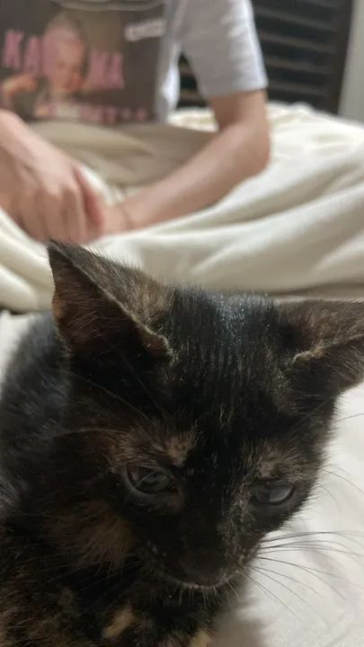 Gata para doação  - Foto 3