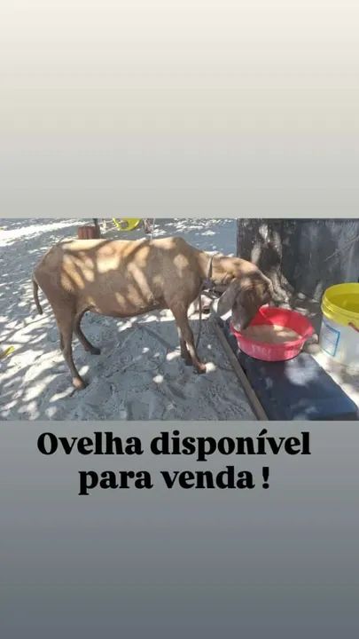 Vendo ovelha 