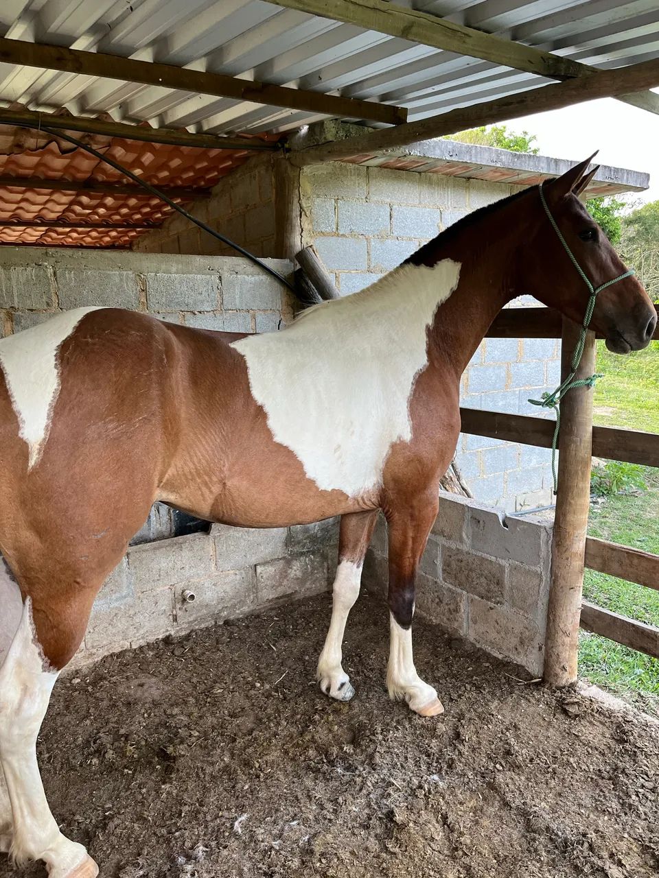 Potra mangalarga  - Foto 2