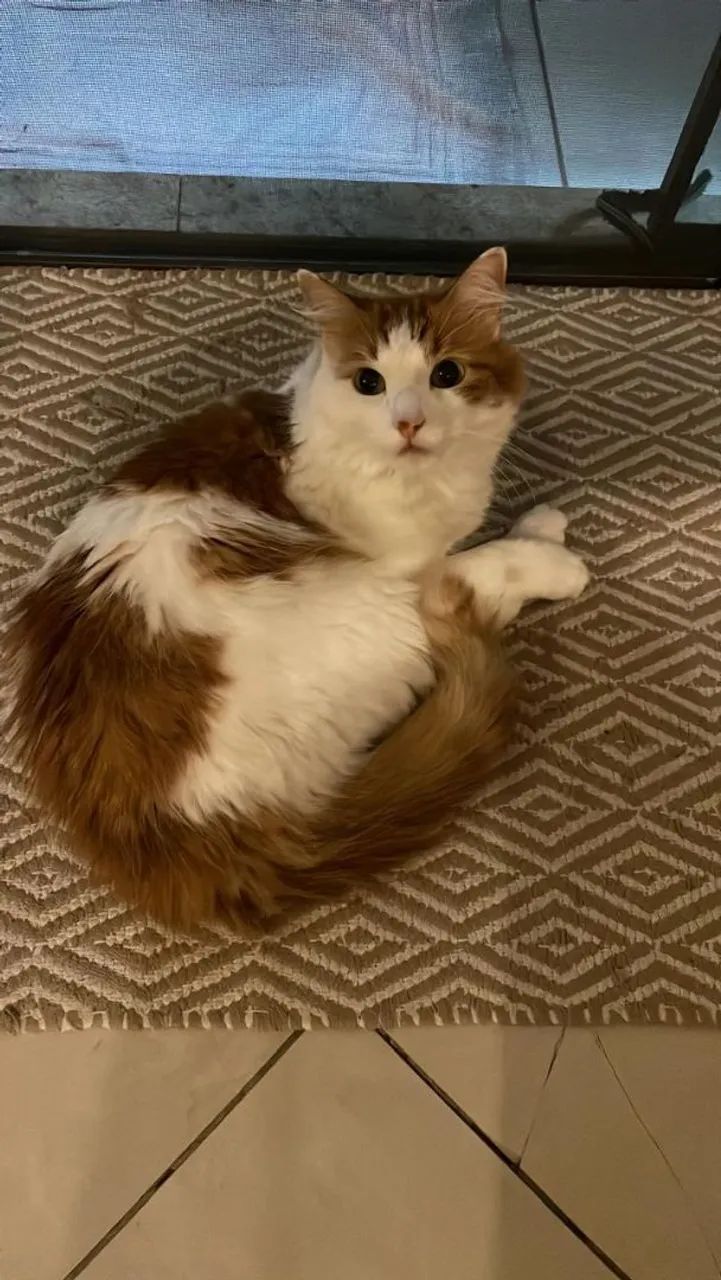 Gata dócil para adoção responsável - Foto 5
