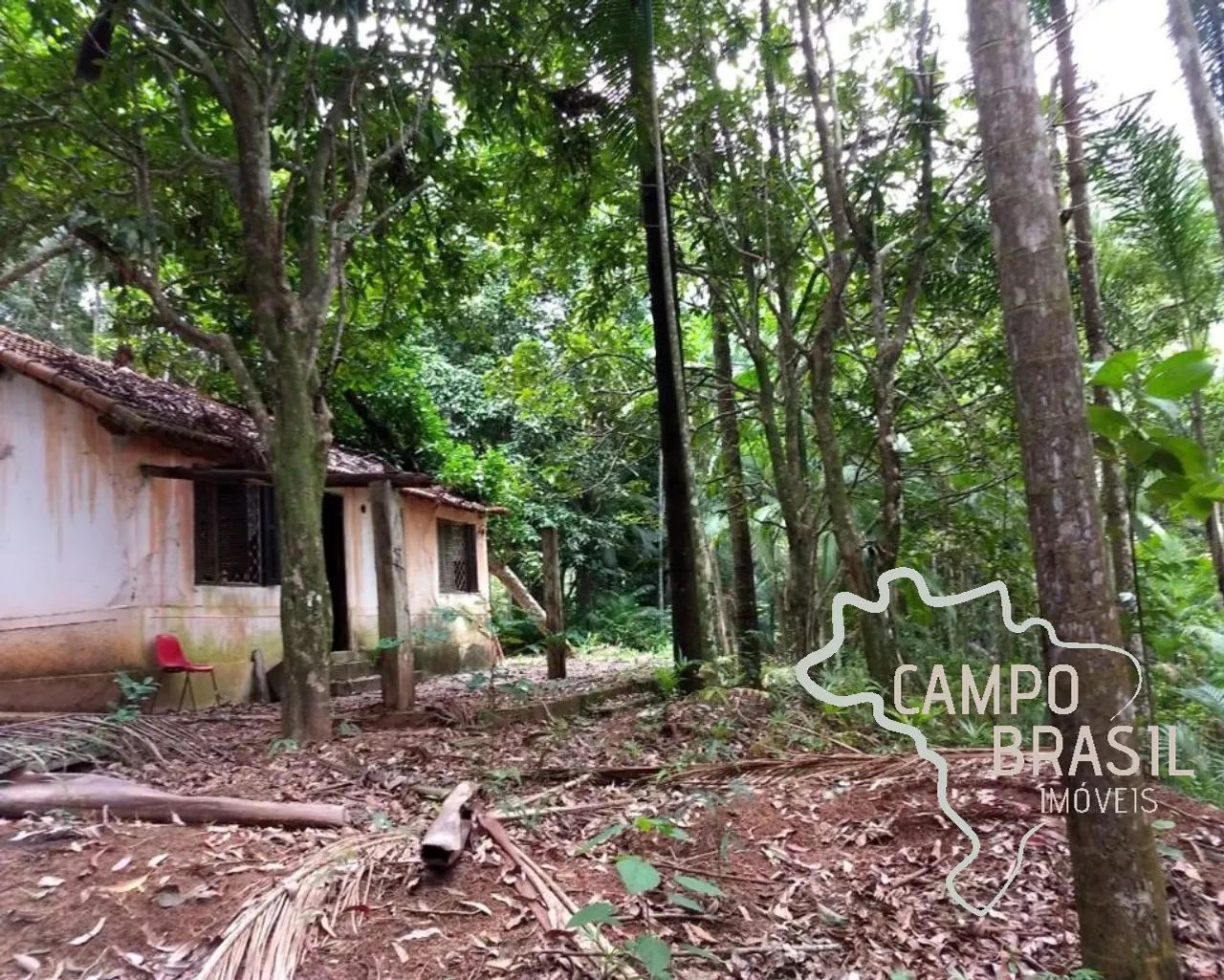 Sítio na beira do asfalto, com cachoeiras e 3aq de Eucalipto. - Foto 3