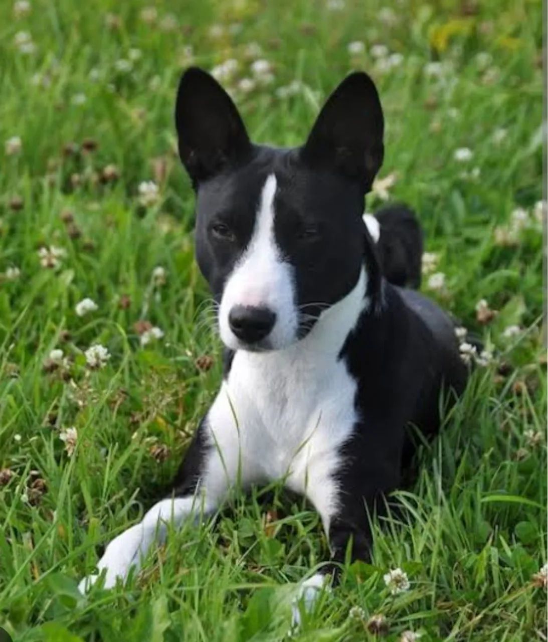 Filhotes de Basenji - Foto 4