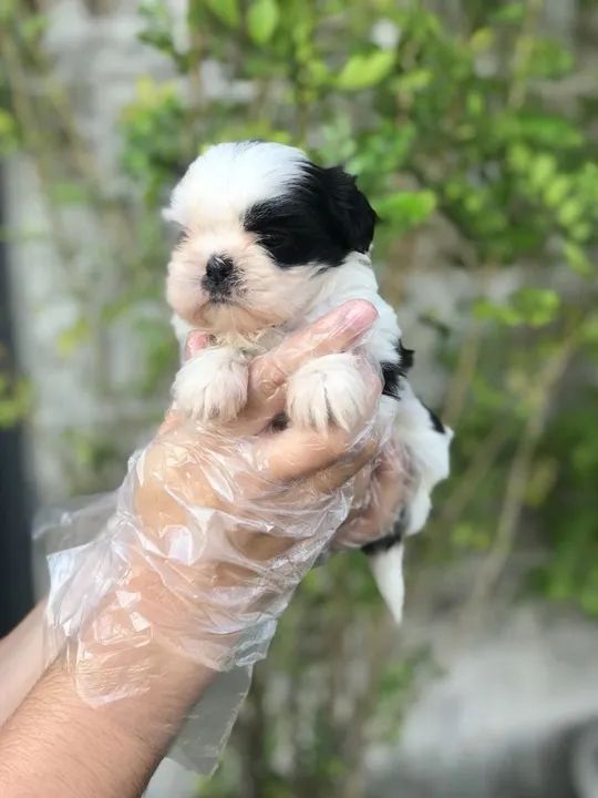 Shih tzu Deu a Louca na Reborn pets, SUPER PROMOÇÂO Para aquisição imediata  - Foto 2