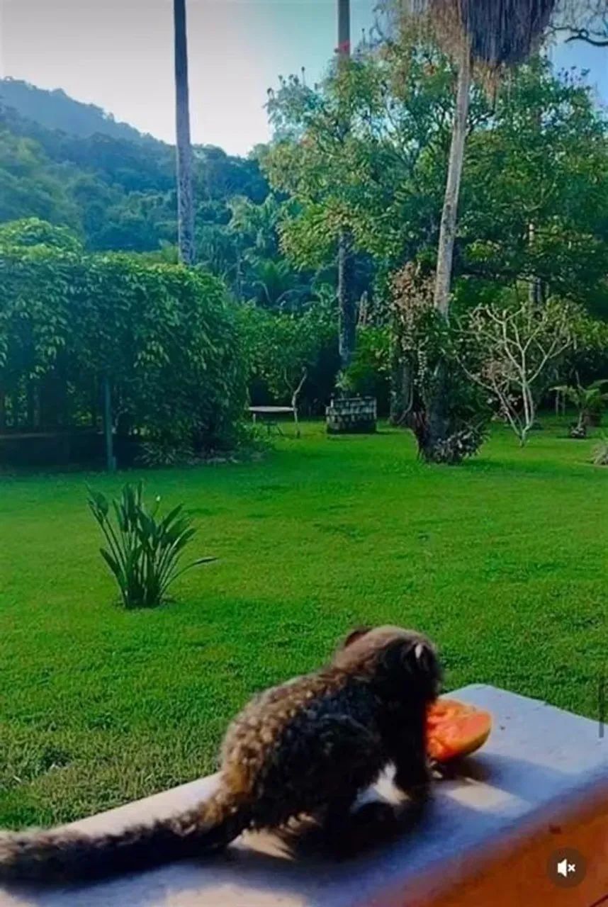 SITIO EM GUARATIBA - Foto 10