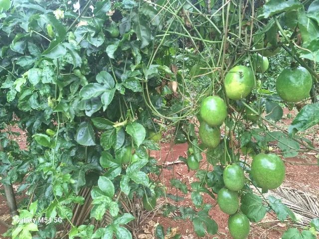 Polpa de Maracujá - Foto 3