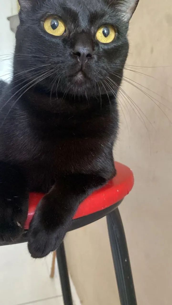 Gato preto adoção
