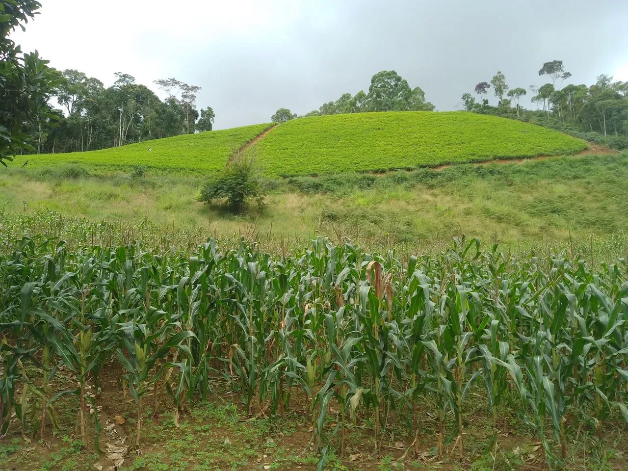 Sítio pedras azul 4 alqueires 