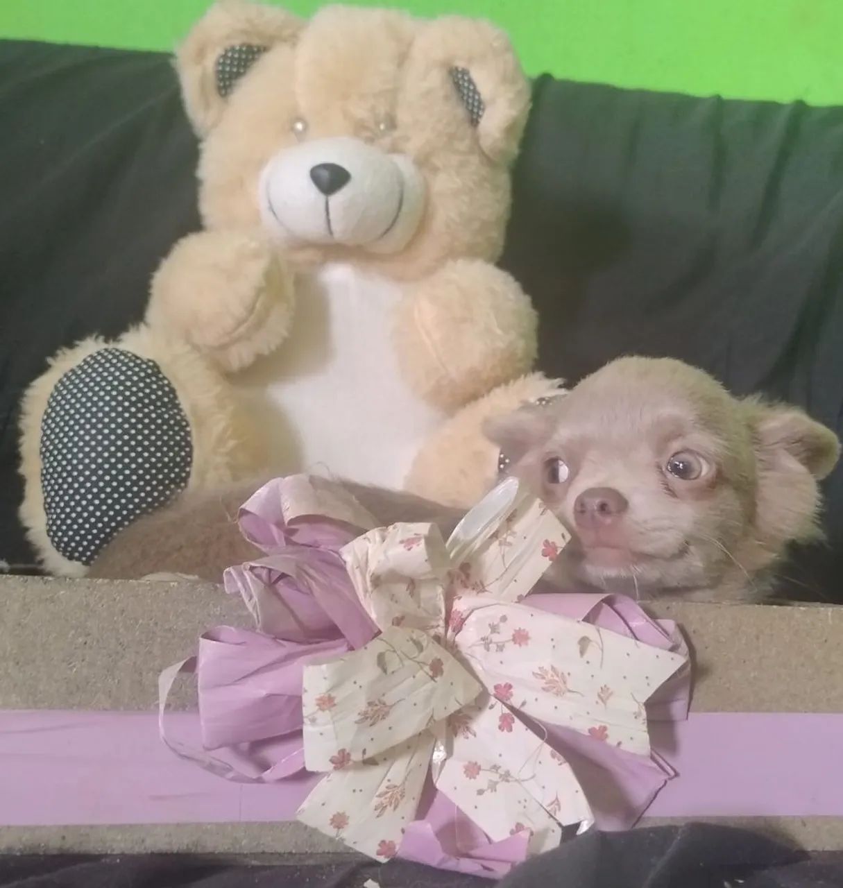 Único e Raro Chihuahua Pelo Longo Macho Exótico Lilac Vacinado Com Pedigre CBKC 