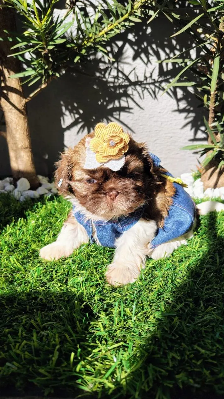 Mini shihtzu fêmea chocolate olhos azuis 
