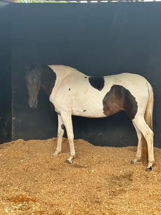 Égua pampa homozigoto  - Foto 2