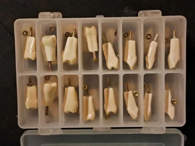 Manequim Dentística com dentes reservas para troca - Foto 4