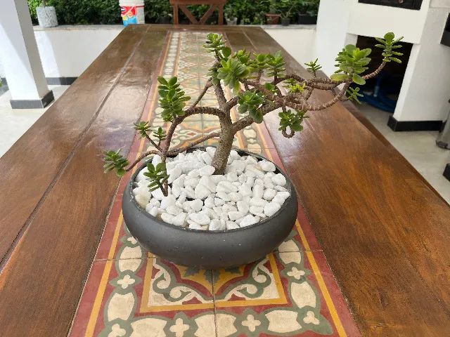 Bonsai Planta de Jade  - Foto 3