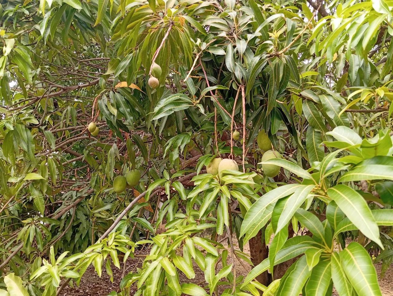 Chácara 10 min Parque Municipal,Aceita Imovel até 120 .000 e volta Diferença!!! - Foto 7