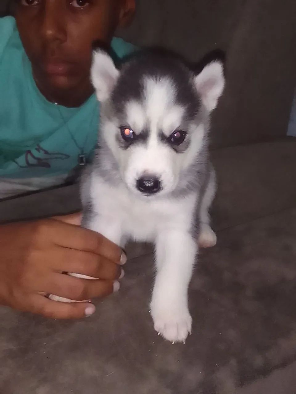 Filhote Husky Siberiano - Foto 2