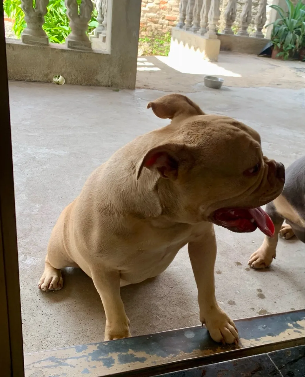 American Bully