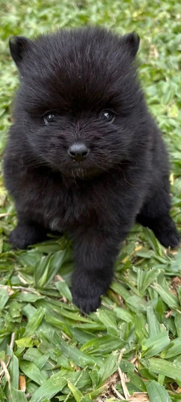 Filhote de Spitz Alemão Preto - Pelúcia! - Foto 2